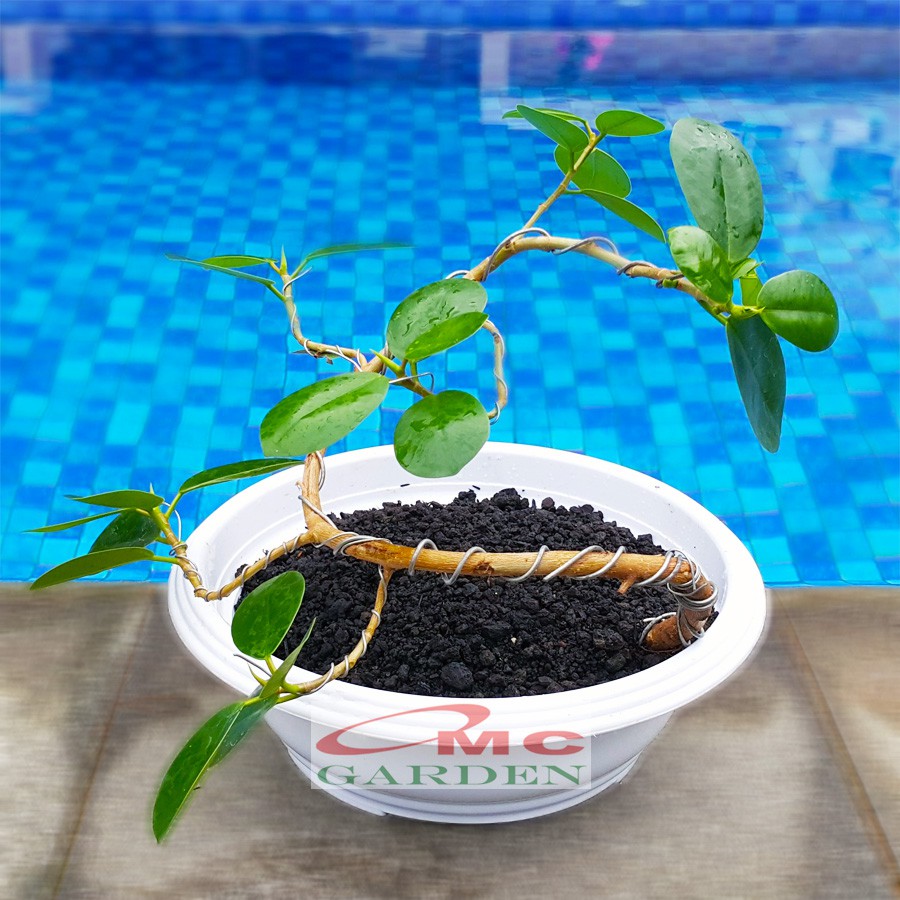 Tanaman Hias Pohon Bonsai Mame Beringin Korea Mini Dolar B-BK-007