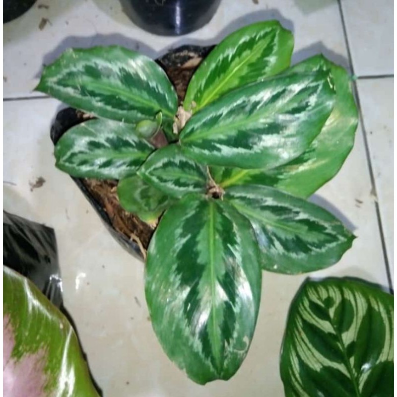 tanaman hias calathea chimboracensis