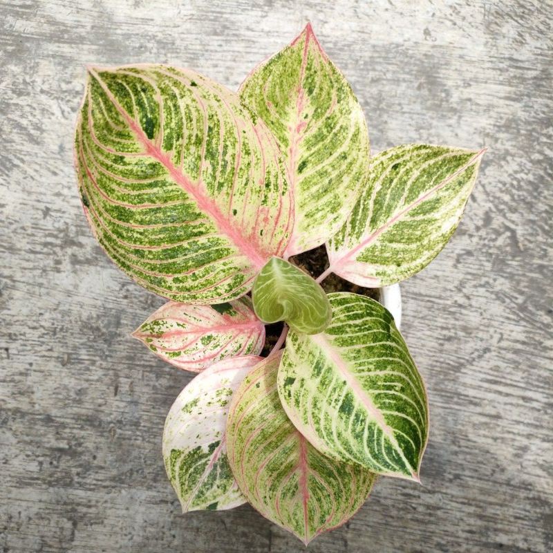 goliath aglonema