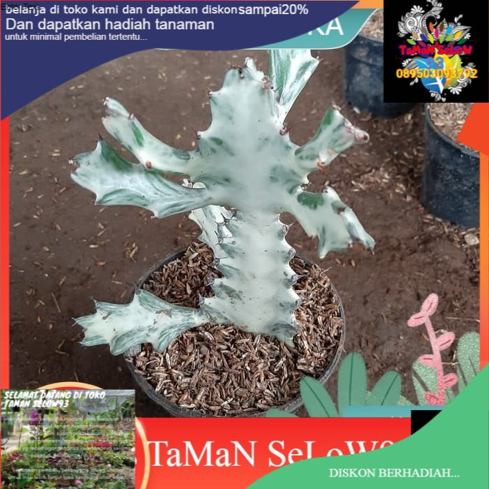 Tanaman hias kaktus tulang/karang