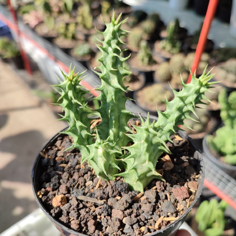 Huernia macrocarpa rimbun/Huernia/Stapelia