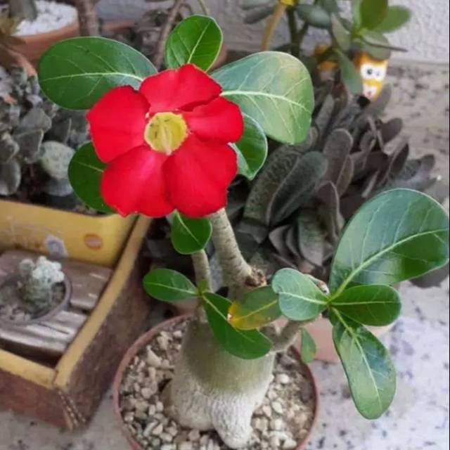 Bibit tanaman adenium bunga merah bonggol besar bahan bonsai kemboja Jepang