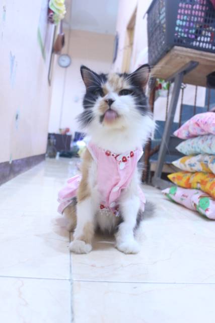 Dress princess pink new 2020 lucu untuk kucing dan anjing / baju kucing murah size S M L XL