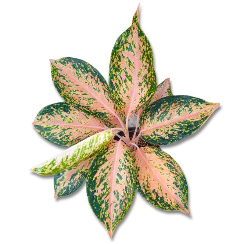 SILVER BELL AGLONEMA/ AGLONEMA SILVER BELL