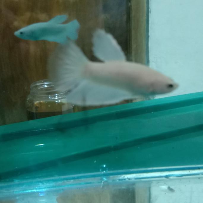 Promo Ikan Cupang White Platinum Baby