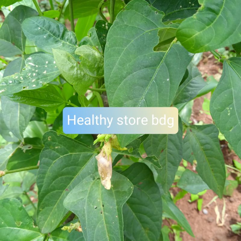 

Daun kacang panjang segar 250 gram
