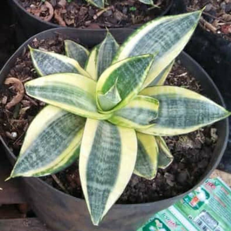 tanaman hias sansivera mini gold