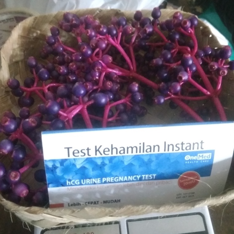 1 KG Buah Parijoto Untuk Promil GRAM FREE TESPEK FRESH Asli Muria Kudus Asli Buat Ibu Hamil