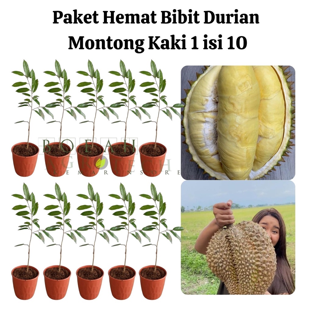 Paket Hemat Bibit Durian Montong Kaki 1 Isi 10 Bonus Bibit Strawberry+Polibag