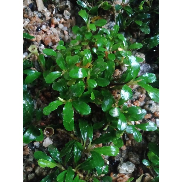 Buce mini sp Mw| sp borneo