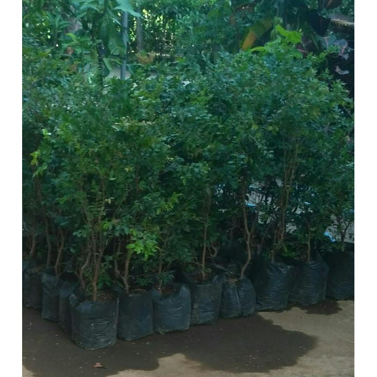 BIBIT BUAH BIBIT TANAMAN BUAH ANGGUR BRAZIL / ANGGUR POHON @_@