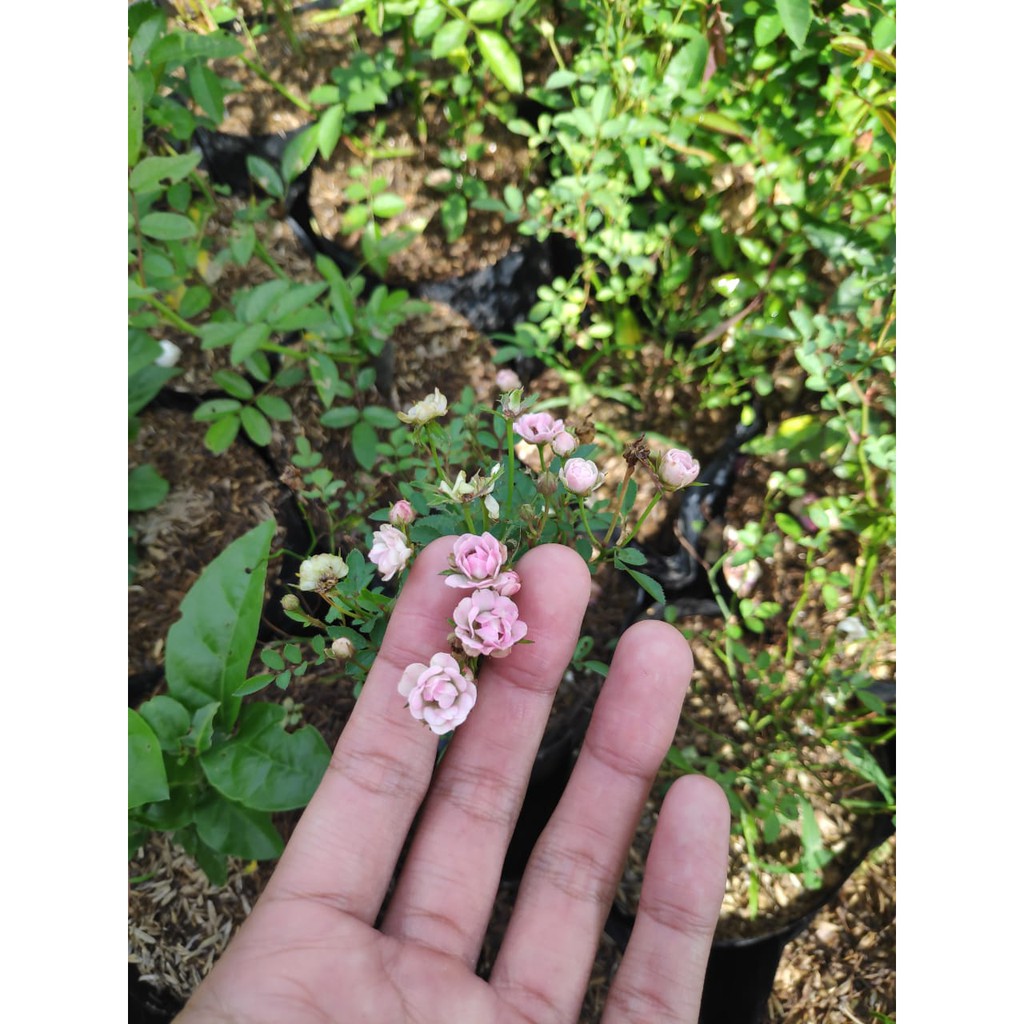 Tanaman Baby Rose