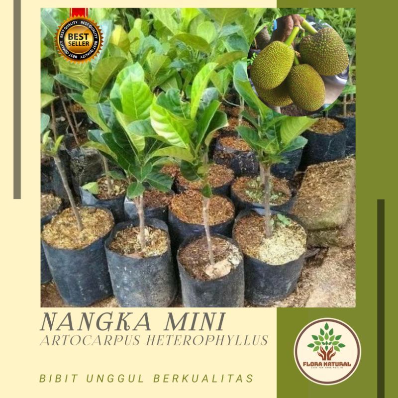 Bibit tanaman buah nangka mini Pohon buah nangka mini