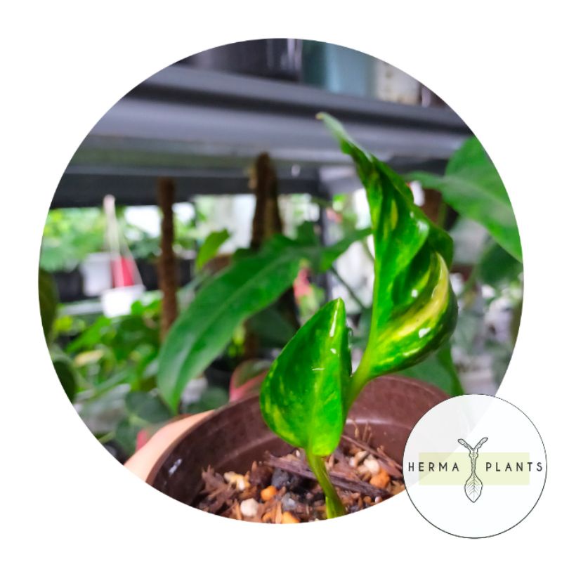 Epipremnum Shangrila Variegata Yellow