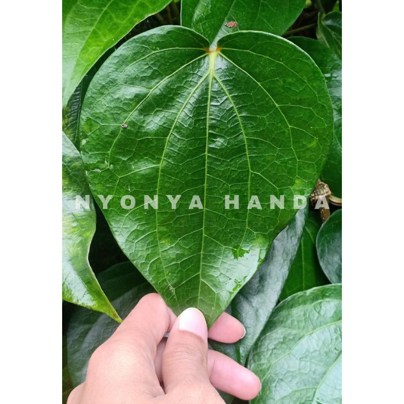 

DAUN SIRIH 50 gram