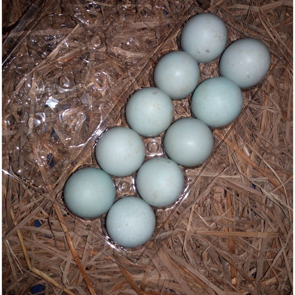 

TELUR BEBEK SIDOARJO