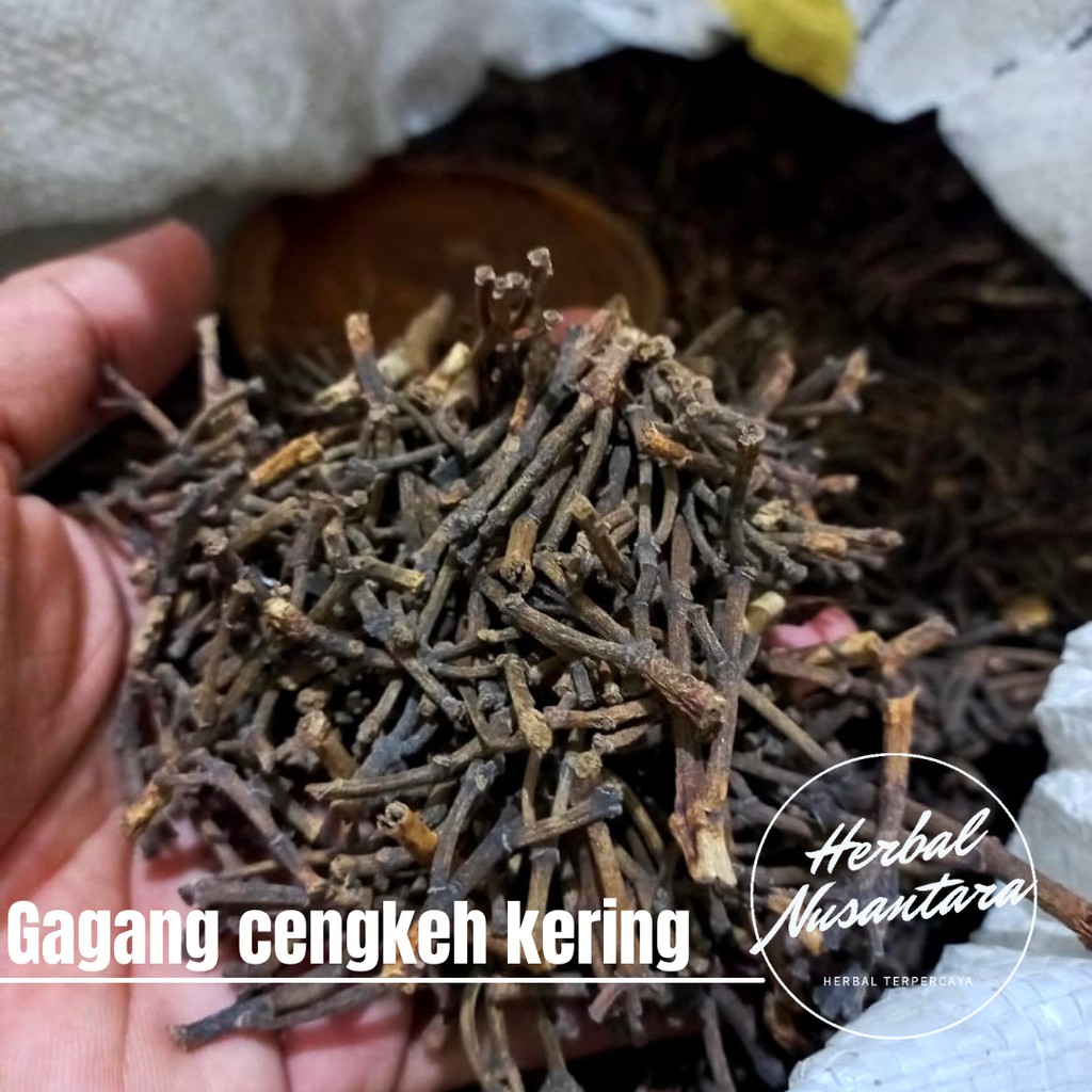 Gagang cengkeh kering - tangkai bunga cengkeh kering