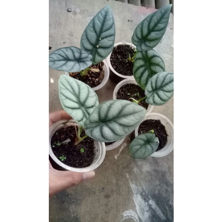 Alocasia dragon silver/ Alokasia tengkorak silver (Anakan)
