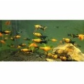 molly golden black aquascape