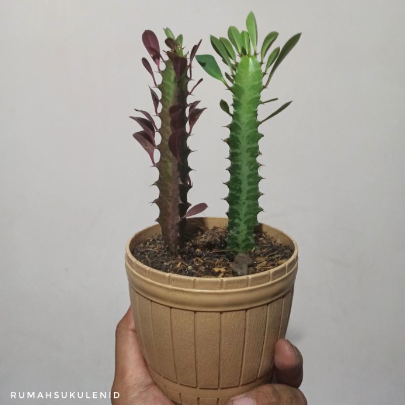 Sukulen Euphorbia Trigona / African Milk Tree