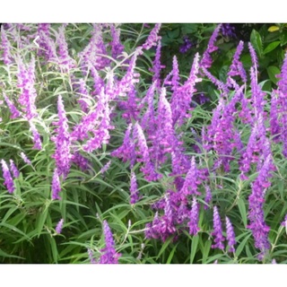 Tanaman Bunga Lavender Asli Lavandula