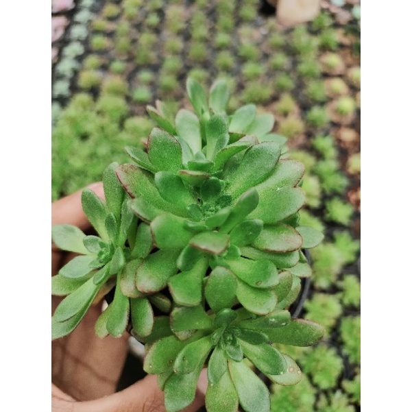 sekulen aeonium arnoldi