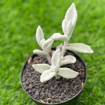 Sukulen Kalanchoe Snow White