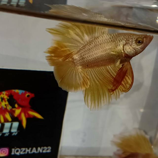 DOUBLE TAIL SUPER GOLD