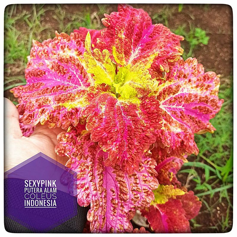 Miana id sexi pink/Miana Sultan/ miana Premium