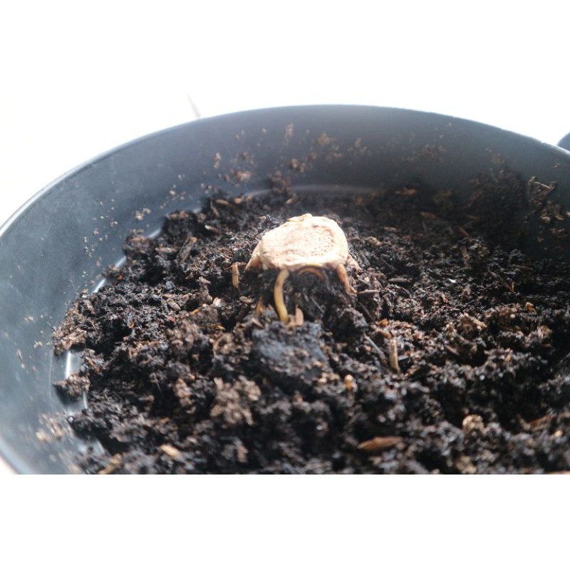 Bonggol Kuping Gajah Kalong (Anthurium Manificum)