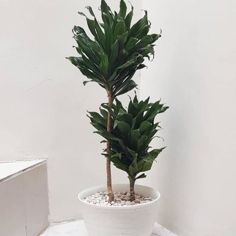 Tanaman hias hanjuang kemoceng