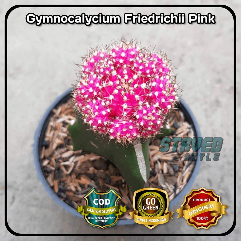 KAKTUS GYMNOCALYCIUM FRIEDRICHII PINK  BUNGA  CACTUS  