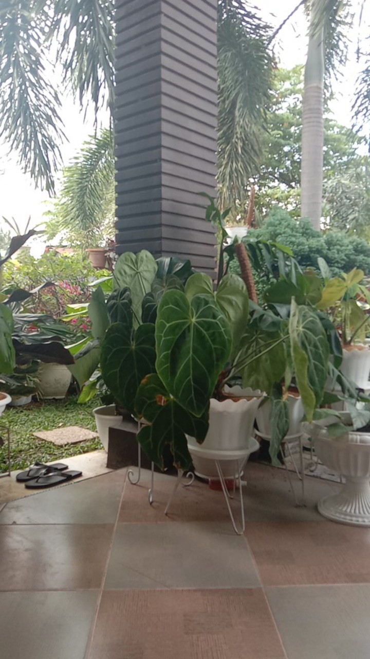 Tanaman Hias Daun Calathea Peacock