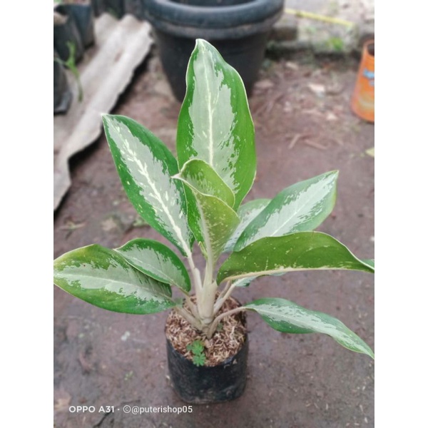 tanaman hias sri rejeki