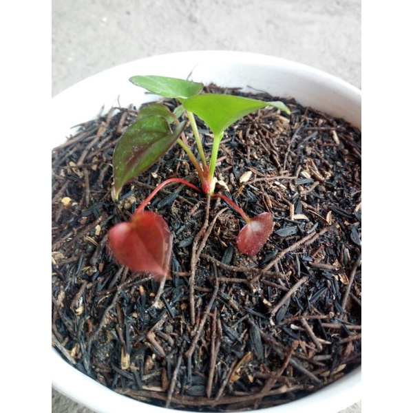 Bibit anthurium hokeri merah hitam