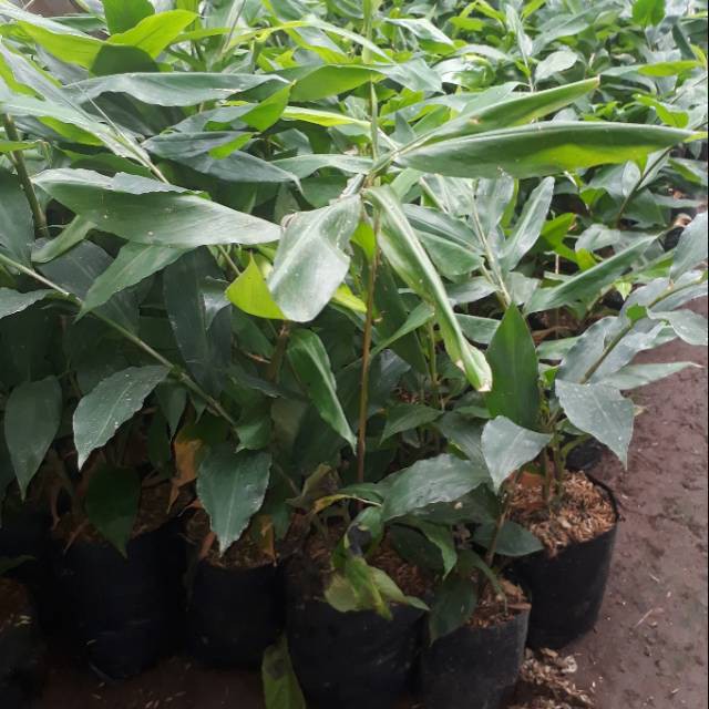 Bibit tanaman lempuyang herbal lempuyang