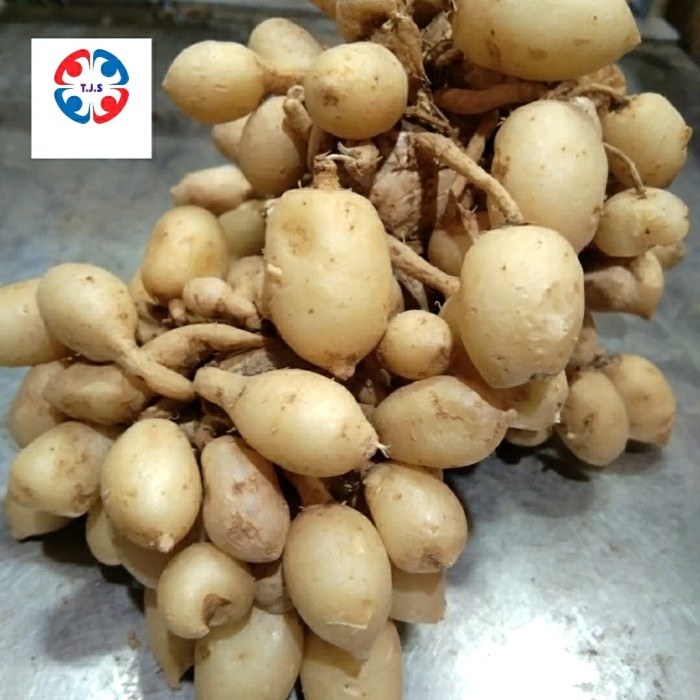 

kunyit putih 1 kg