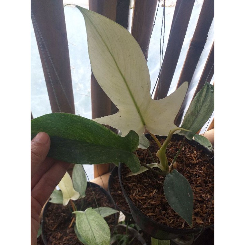 tanaman hias merambat  kuku bima / florida ghost