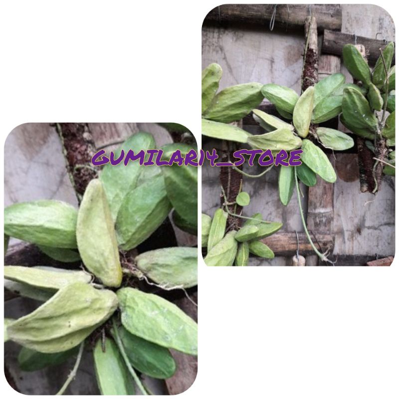 Anggrek Dischidia Major + Media Kayu Kopi