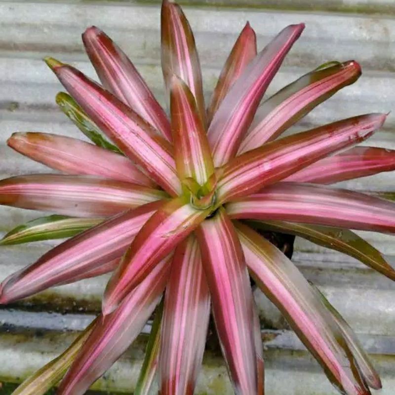 bromelia tricolor
