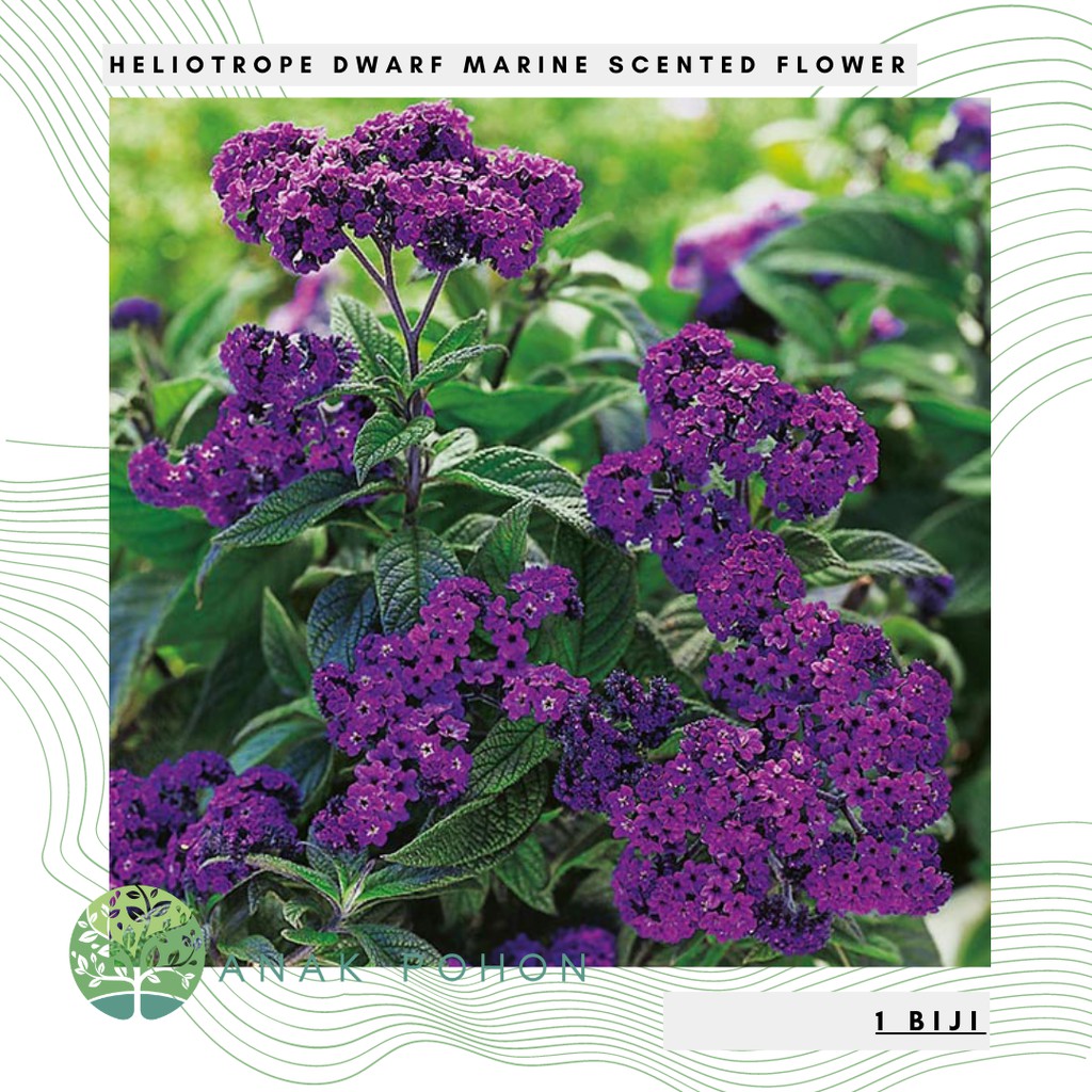 Benih Bibit Biji - Bunga Heliotrope Dwarf Marine Scented Flower Seeds - IMPORT