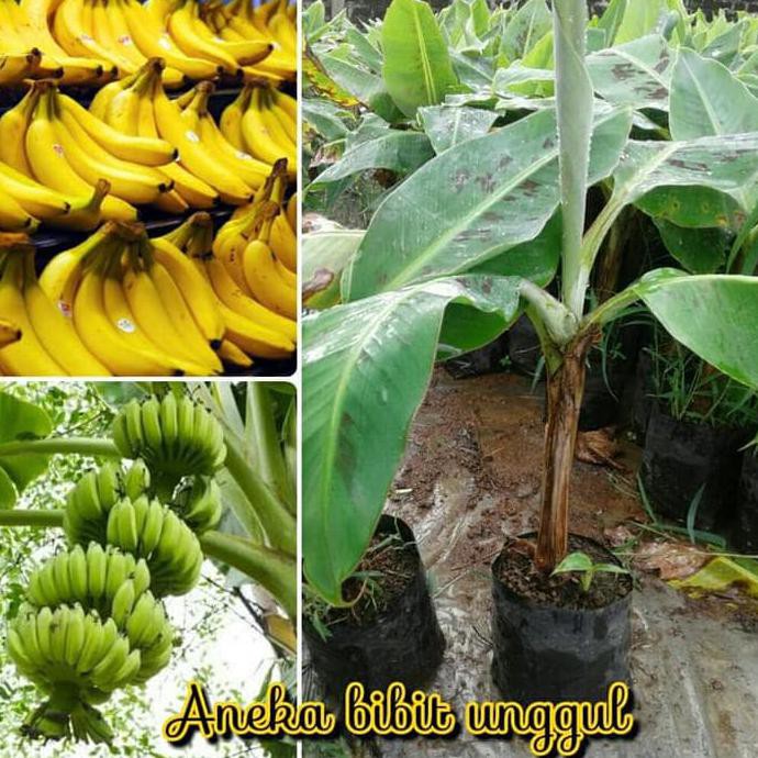 C3T Unggul Bibit Buah Pisang Cavendish Cavendis Super Jual H1O