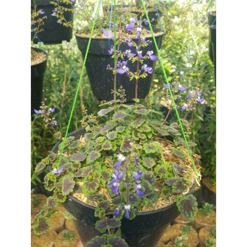 Tanaman Hias # Miana mini