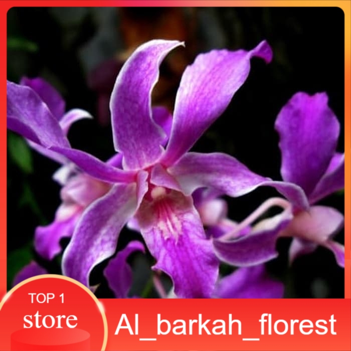 Anggrek Dendrobium superbiens pra dewasa