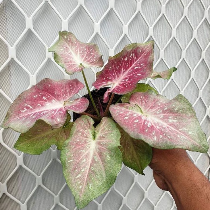 caladium soulmate/caladium import