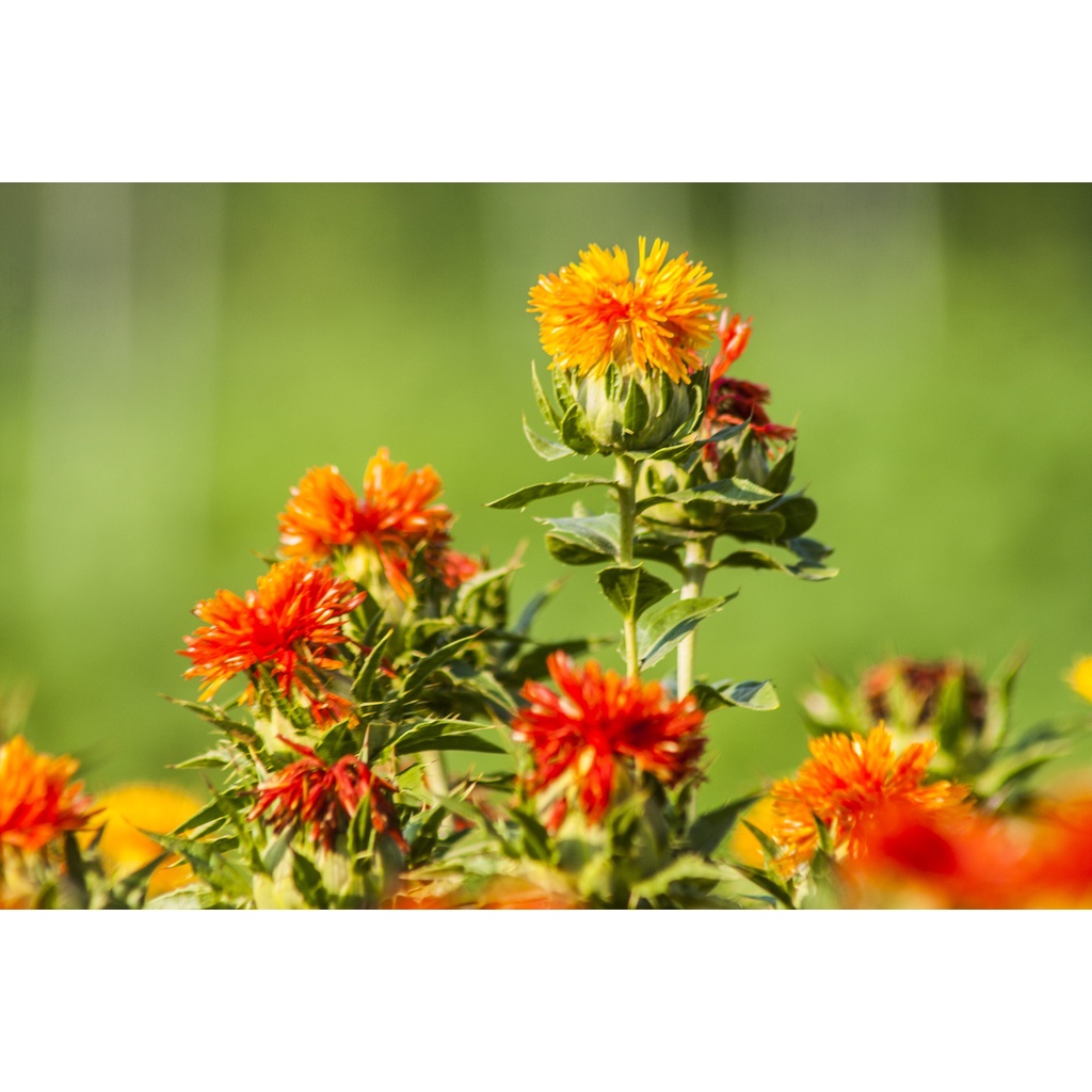 Benih Bibit Biji - Bunga Saffron Thistle Safflower Carthamus Tinctorius Zanzibar Flower Seeds