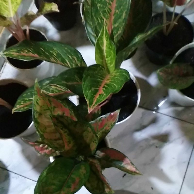 aglonema Gatot kaca , Heng heng