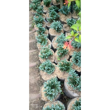 CEMARA PERAK ( TANAMAN CEMARA)