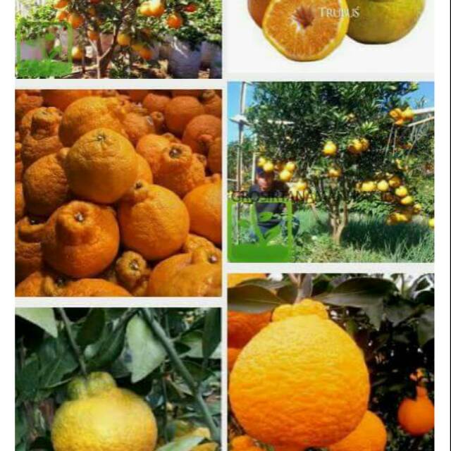 Bibit Jeruk Dekopon Jepang Super Unggul