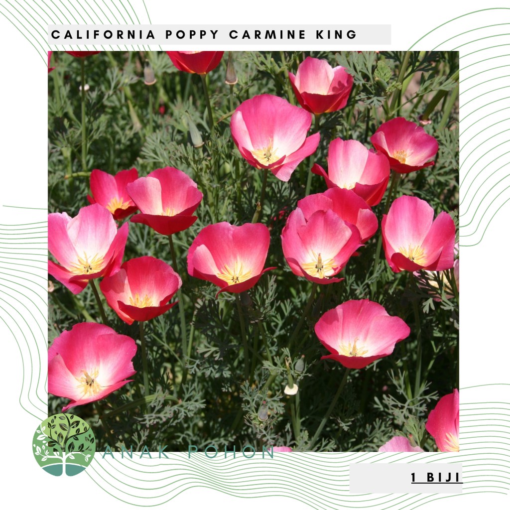 Benih Bibit Biji - Bunga California Poppy Carmine King Flower Seeds - IMPORT